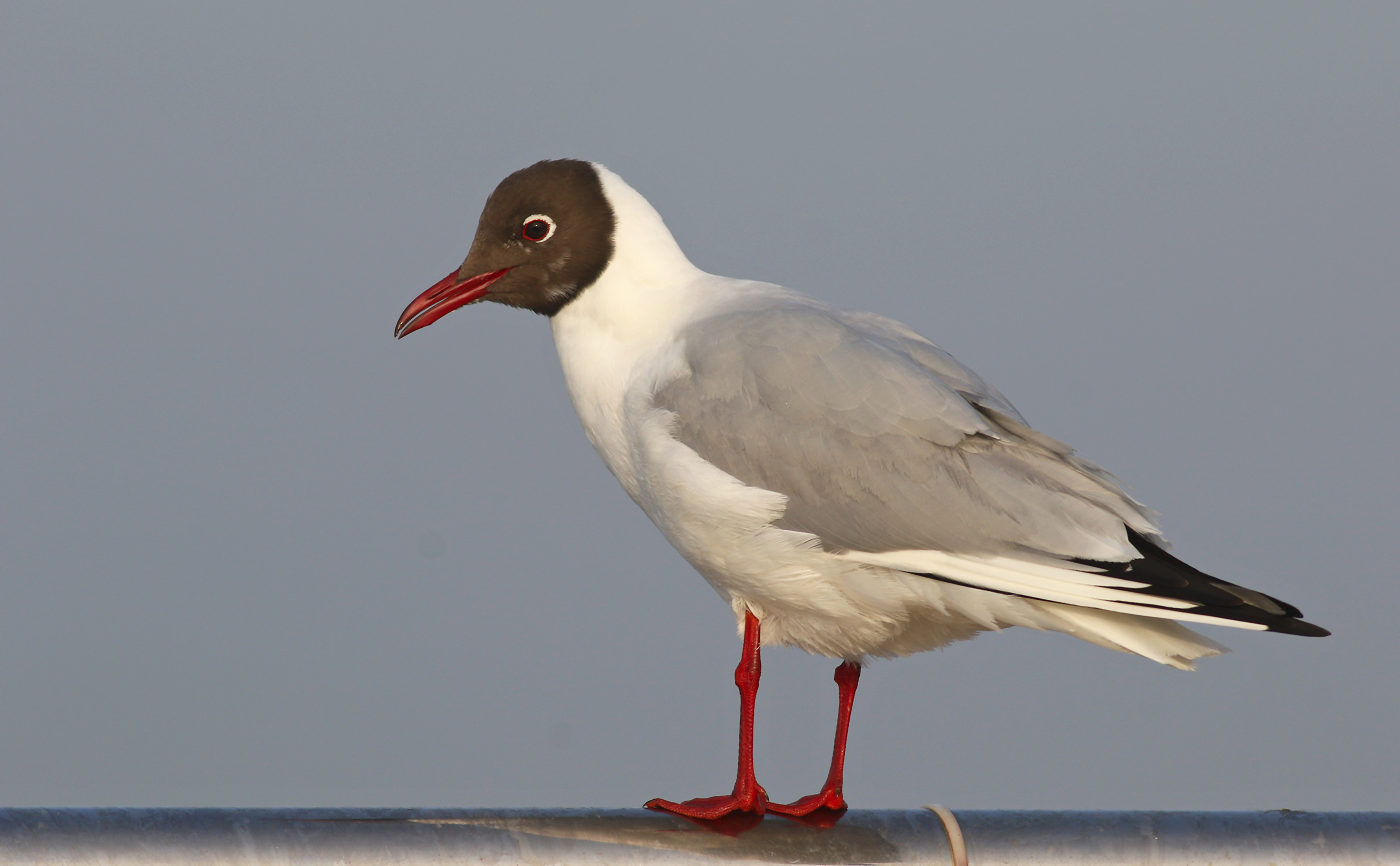 Black-headed Gull
